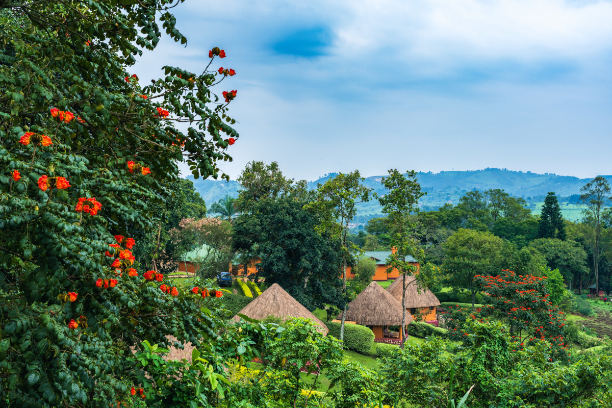 View at Chimpanzee Forest Lodge