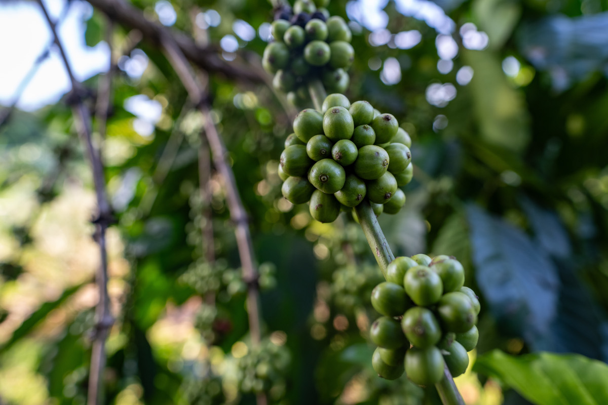 Coffee at plantation