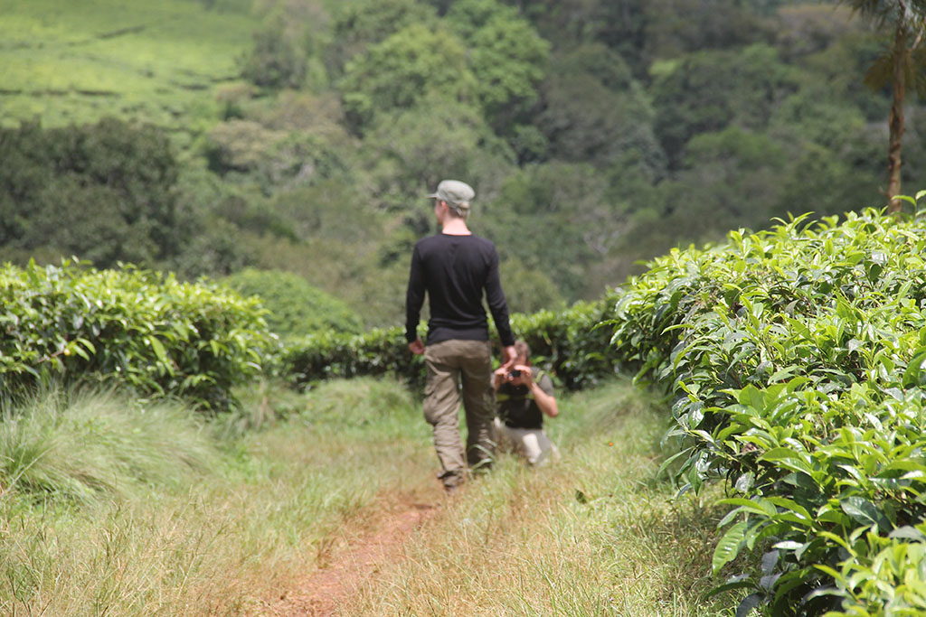 Guided Walk at a Tea Plantation