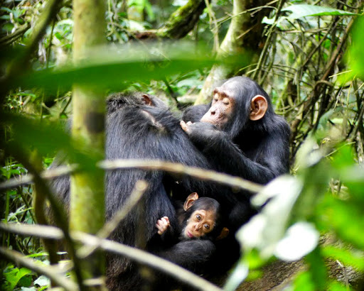 Kibale National Park