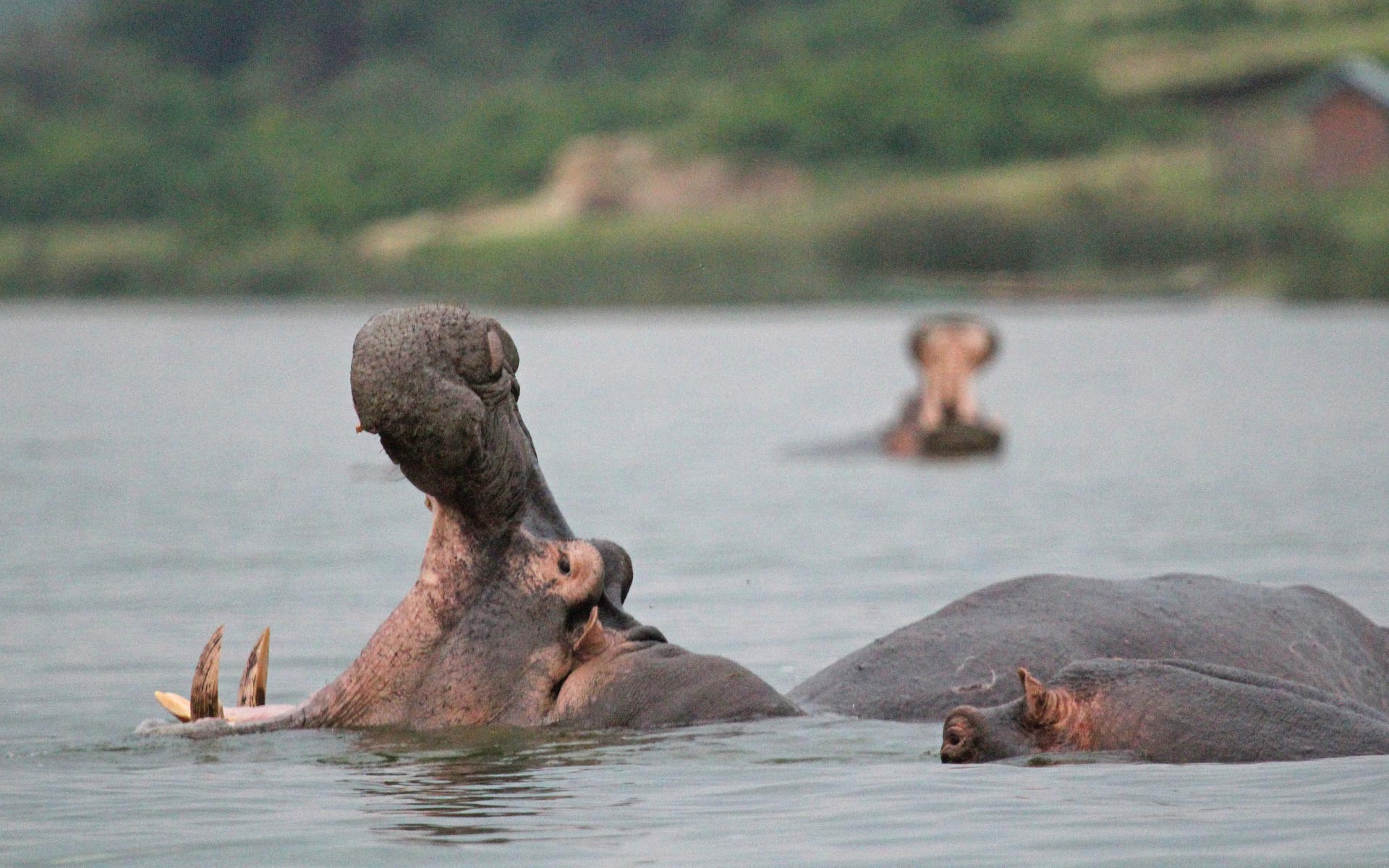 Queen Elizabeth National Park